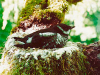 Lawsuit Filed to Protect Endangered Marbled Murrelet in Santa Cruz Mountains