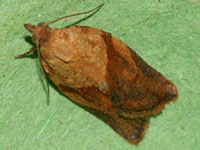 USDA Maintains Classification of Light Brown Apple Moth as Actionable Quarantine Pest