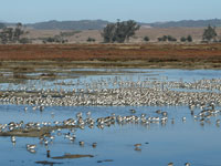 Elkhorn Slough Threatened by Polluted Stormwater