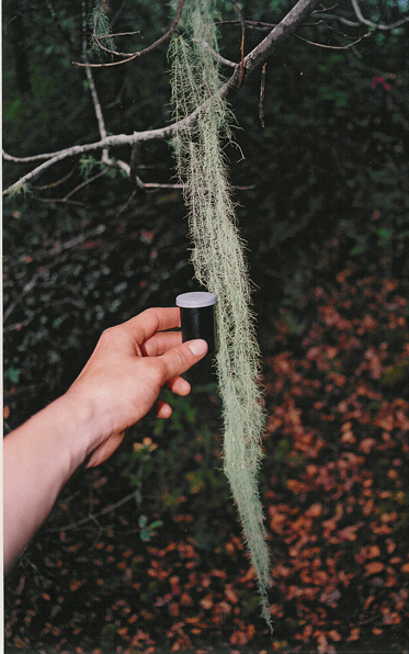 01-413-unit-3-usnea-longis.gif
