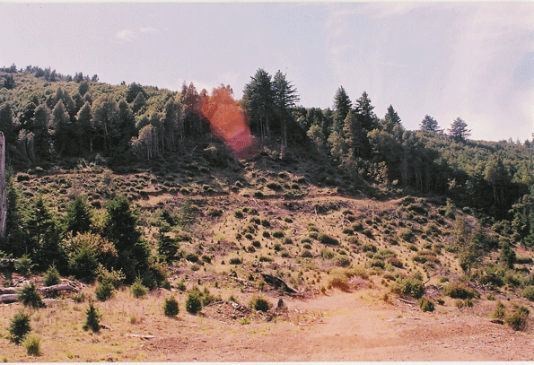 old-clear-cut-on-taylor-pea.gif
