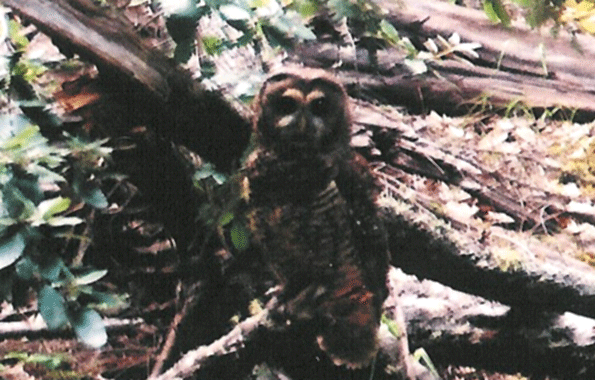 spotted-owl-on-long-ridge-.gif
