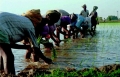 120_2003_punjabi_workers_on_rice_paddy.jpg