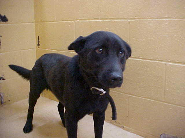 dog_earline_animal_control_shelter_scheduled_for_euthanizatioin_3258.jpg 