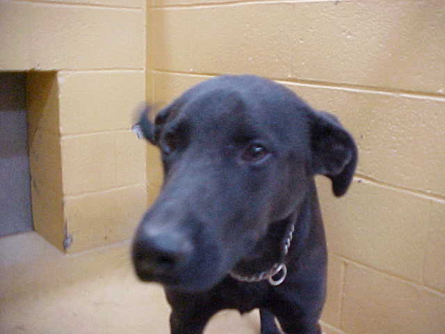 dog_engima_animal_control_shelter_scheduled_for_euthanizatioin_3255.jpg 