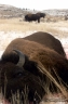 120_bison_dead.jpg