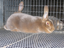 cleanbun1.jpg
