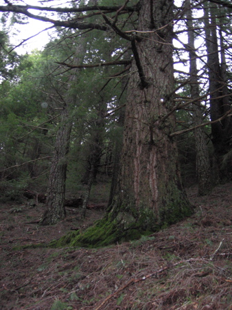 bigfir.jpg
