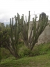 120_cactus-oaxaca.jpg