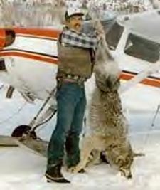 wolf_slaughter_aerial.jpg 