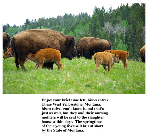 yellowstone.bison.calves.jpg 