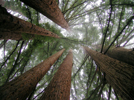 chopping down trees. to stop cutting down trees