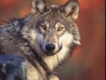 120_graywolfcreditgarykramerusfws.jpg