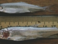 longfinsmelt.jpg