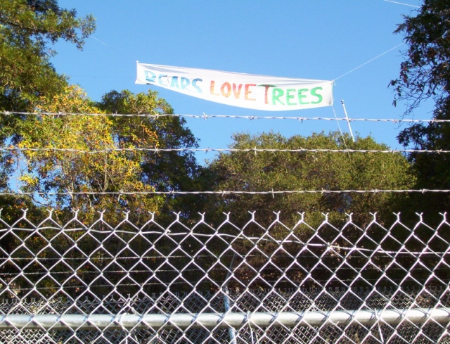 640_berkley_tree_sit_fence_bears_love_trees.jpg 