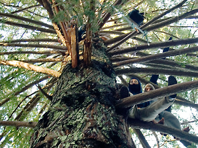 treesitters_1-12-08.jpg 