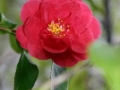 first_red_camellia_1_1.jpg