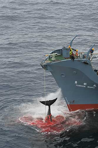 whaling-500_2006greenpeace.jpg
