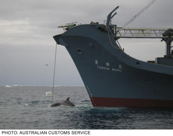 australiancustoms-whalinginthesouthernocean_2sm.jpg 