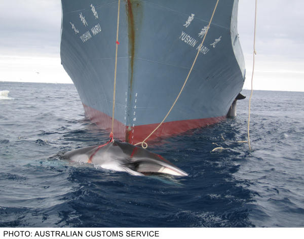 australiancustoms-whalinginthesouthernocean_3sm.jpg 
