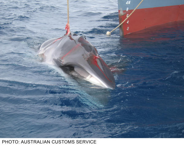 australiancustoms-whalinginthesouthernocean_4sm.jpg 