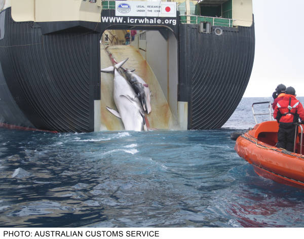 australiancustoms-whalinginthesouthernocean_5sm.jpg 