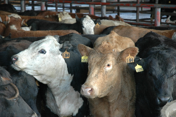 Pictures Of Cows Faces. Cows in your Hamburger?