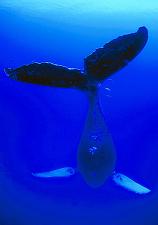 whale.jpg 