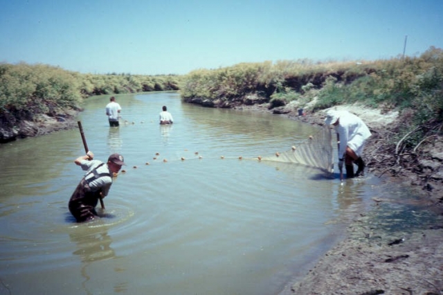 640_seining_for_fish_on_mud_slough_1.jpg 