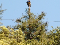 200_tree_sitter_072.jpg