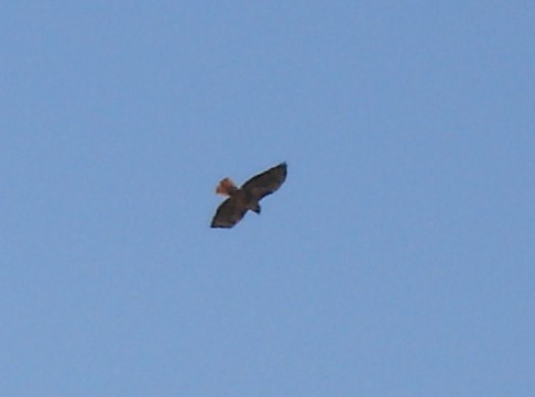 red_tail_hawk.jpg 