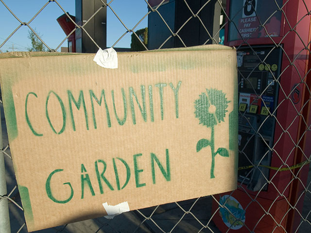 community-garden_8-1-08.jpg 