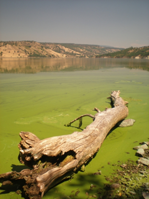 640_toxic_algae_at_iron_gate_reservoir.jpg original image ( 600x800)