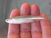 The Department of Water Resources and Bureau of Reclamation are attempting to undermine water standards that protect imperiled Delta smelt, longfin smelt and other species by allowing the state and fe