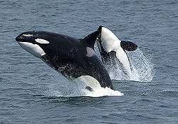 orca_photo_from_wikipedia.jpg 