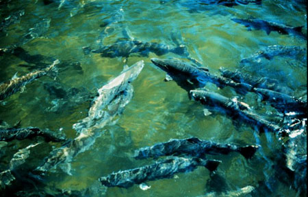 chinook_salmon.jpg 