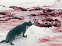 200_sealbaby.jpg original image ( 460x276)