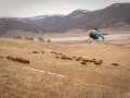 120_buffalo_hazing.jpg original image ( 640x426)