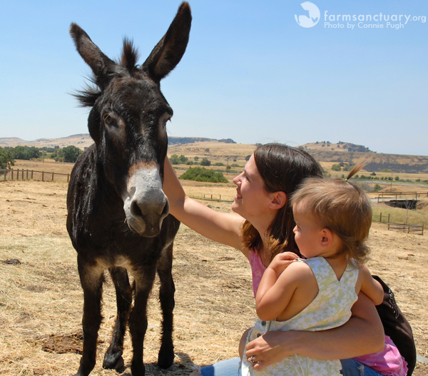 ca_shelter_pignic_2008__1__-_bonnie_donkey_with_friends_credit_connie_pugh_copy.jpg 