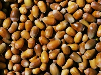 200_the_right_acorns_1.jpg original image ( 2055x1381)