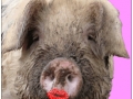 120_lipstick_on_a_pig.jpg original image ( 306x306)