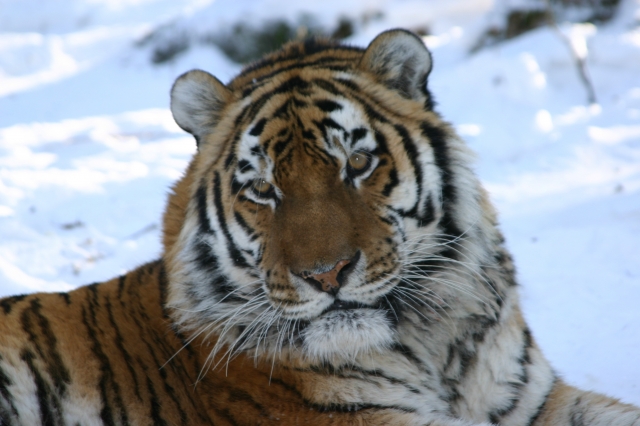 640_tiger_cuteface.jpg 