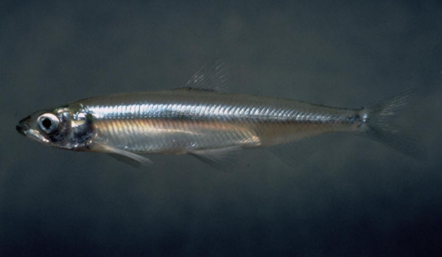 640_delta_smelt.jpg