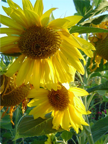 sunflowers.jpg 