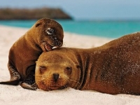 200_sealionandpup.jpg original image ( 300x200)