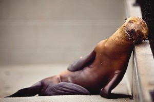 starving_sea_lion.jpg 