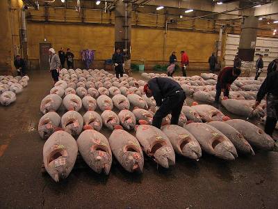 tsukiji_fish_market_and_tuna.jpg 