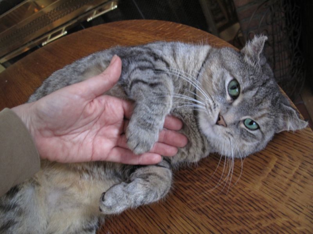 640_hattiepaw.jpg