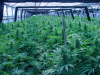 cannabis-greenhouse.jpg
