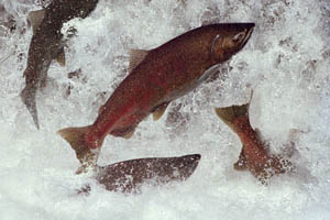 dwr_leaping_salmon.jpg 
